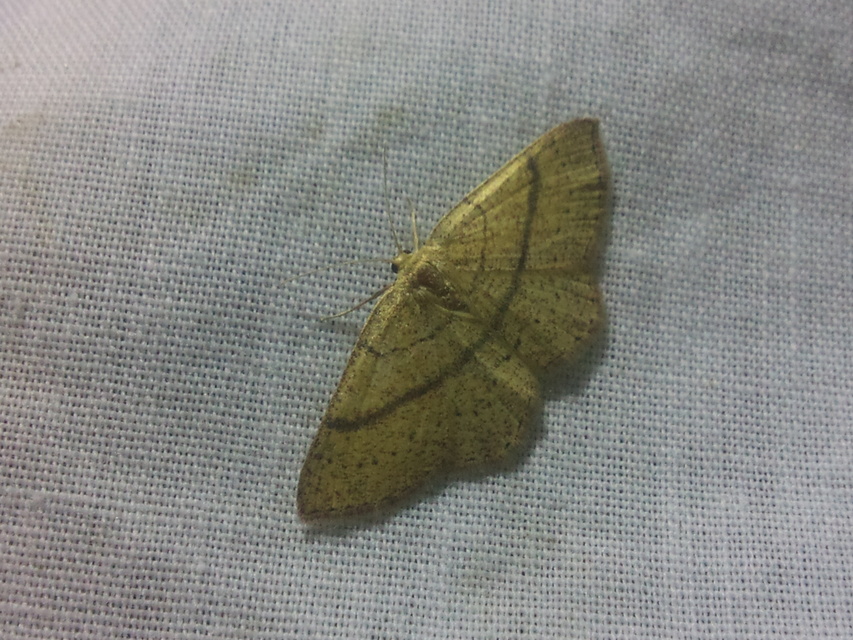 Cyclophora ruficiliaria - vörösrojtú pettyesaraszoló