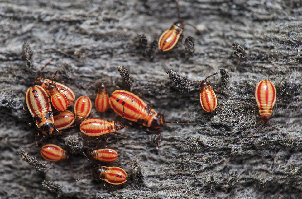 Lygaeus equestris/simulans