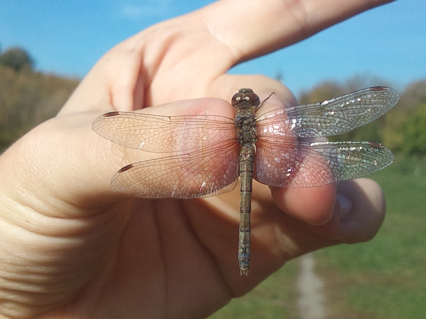 Sympetrum striolatum - harántsávos katona-szitakötő