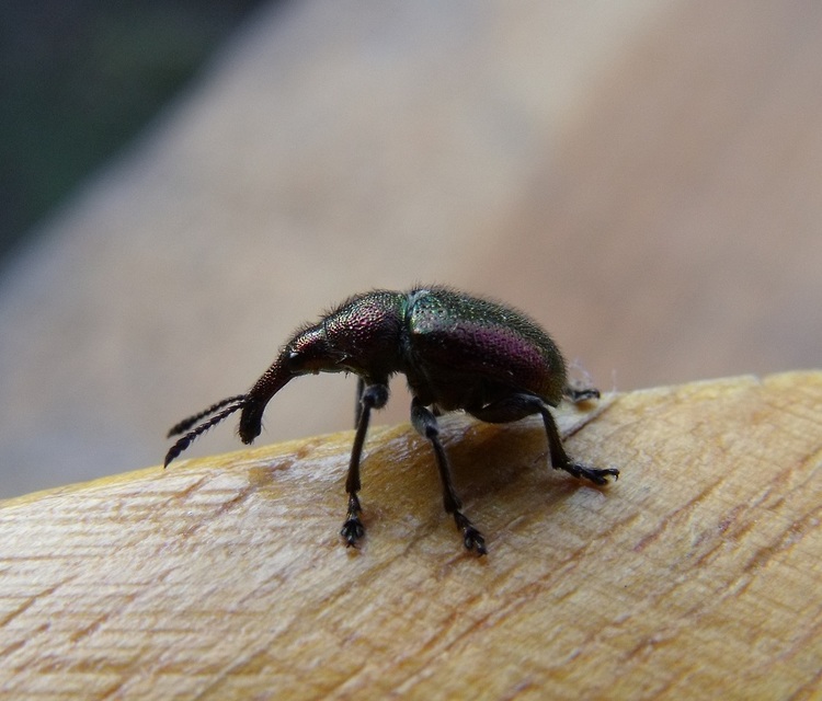 Rhynchites auratus - aranyos eszelény Rhynchites auratus - aranyos eszelény
