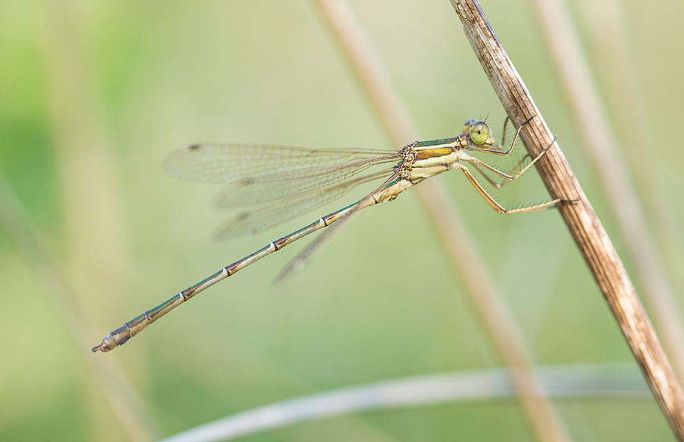 Lestes barbarus - foltosszárnyjegyű rablószitakötő