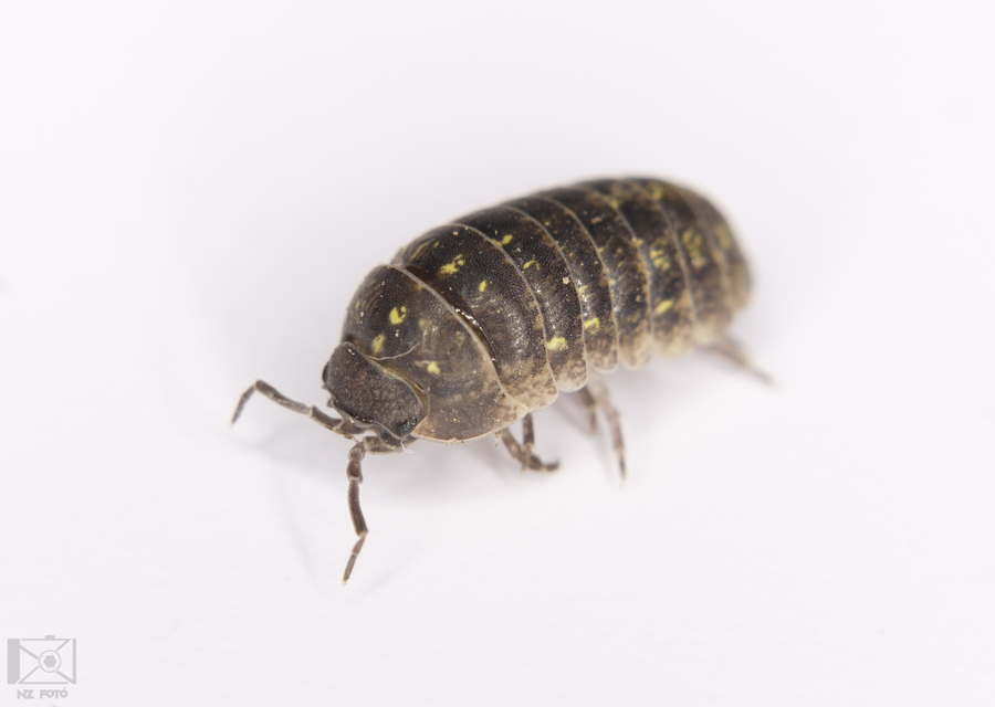 Armadillidium vulgare - szürke gömbászka