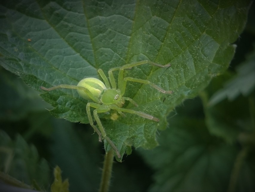 Micrommata virescens - hunyópók
