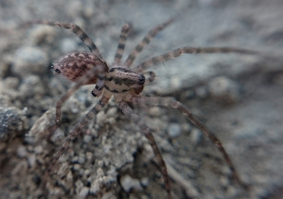 Tegenaria silvestris - erdei zugpók