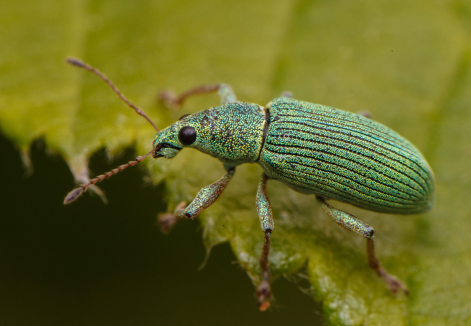 Polydrusus formosus - selymes lombormányos