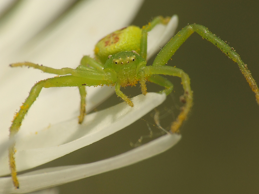Ebrechtella tricuspidata - alakoskodó karolópók
