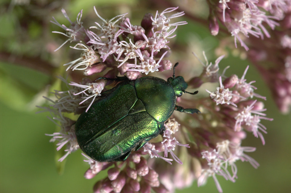 Cetonia aurata - aranyos virágbogár