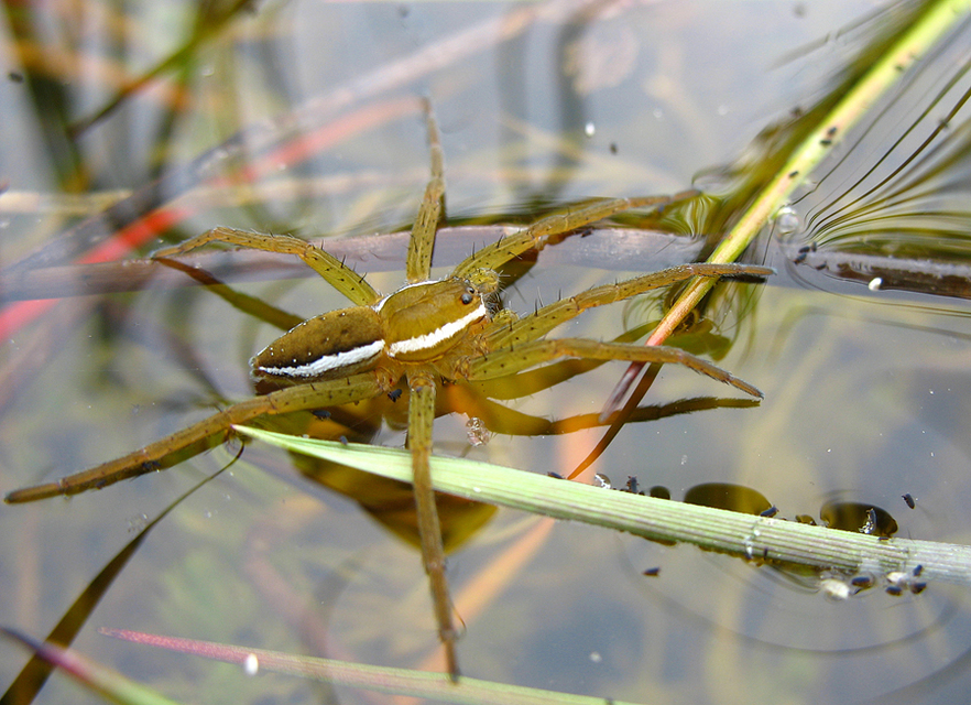 Dolomedes fimbriatus - szegélyes vidrapók