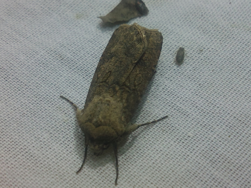 Agrotis segetum - vetési földibagoly