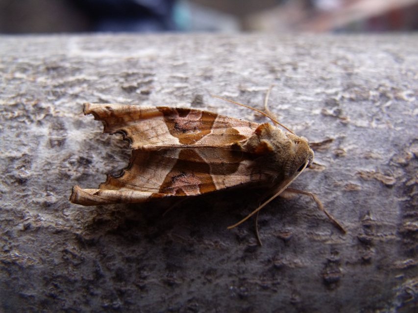 Phlogophora meticulosa - vándorló csipkésbagoly