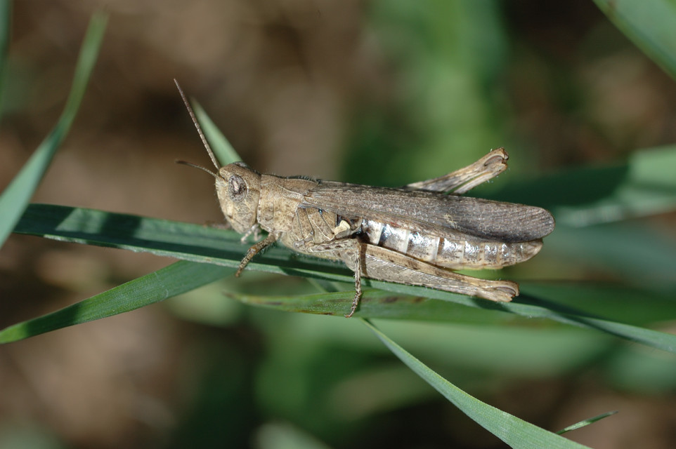 Chorthippus biguttulus - zengő tarlósáska