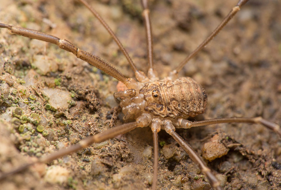 Opilio