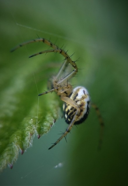 Mangora acalypha - réti keresztespók