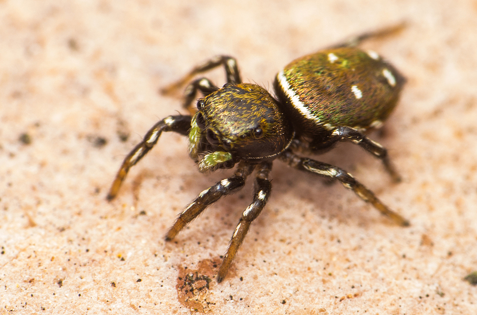 Heliophanus kochii - négypettyes ugrópók