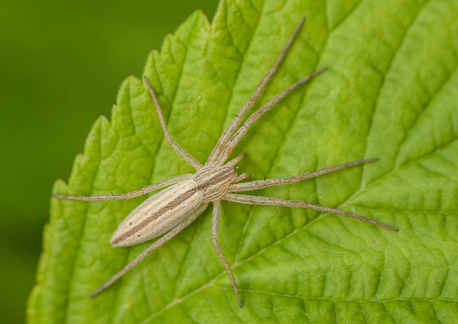 Tibellus