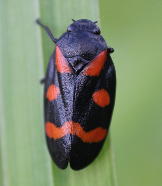Cercopis arcuata/sanguinolenta Cercopis arcuata/sanguinolenta