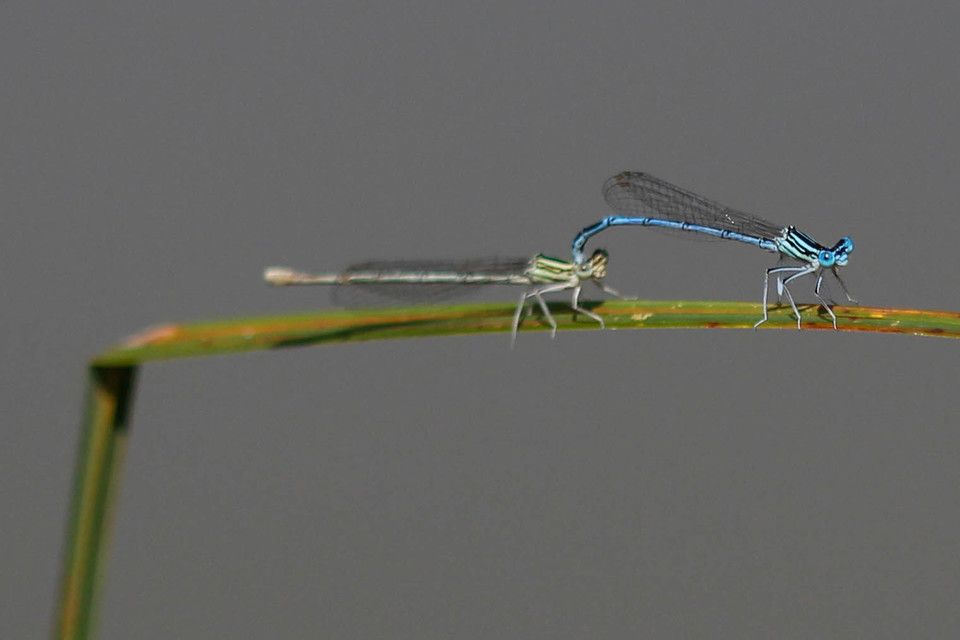 Platycnemis pennipes - széleslábú szitakötő