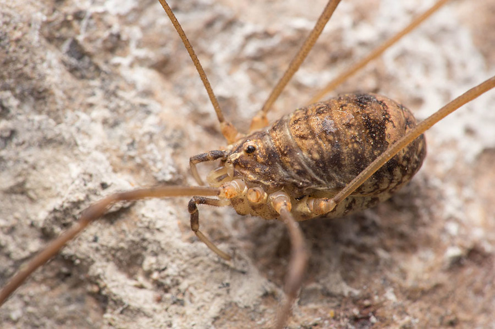 Nelima sempronii