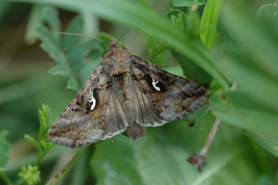 Autographa gamma - gammalepke