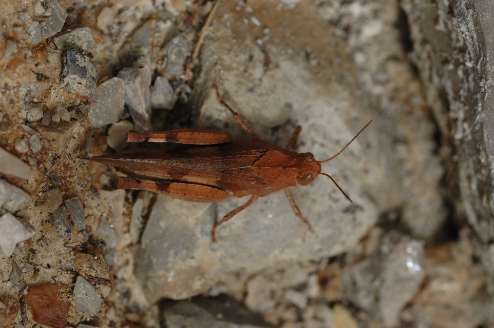 Oedipoda caerulescens - kékszárnyú sáska
