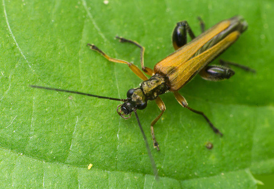 Oedemera podagrariae - székfű-álcincér
