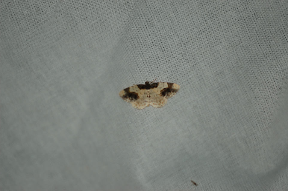 Ligdia adustata - barna levélaraszoló