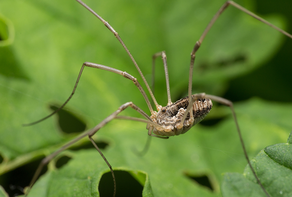 Mitopus morio