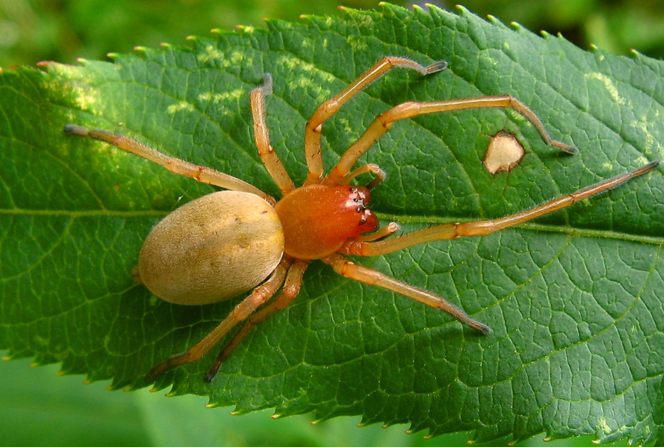 Cheiracanthium punctorium - mérges dajkapók