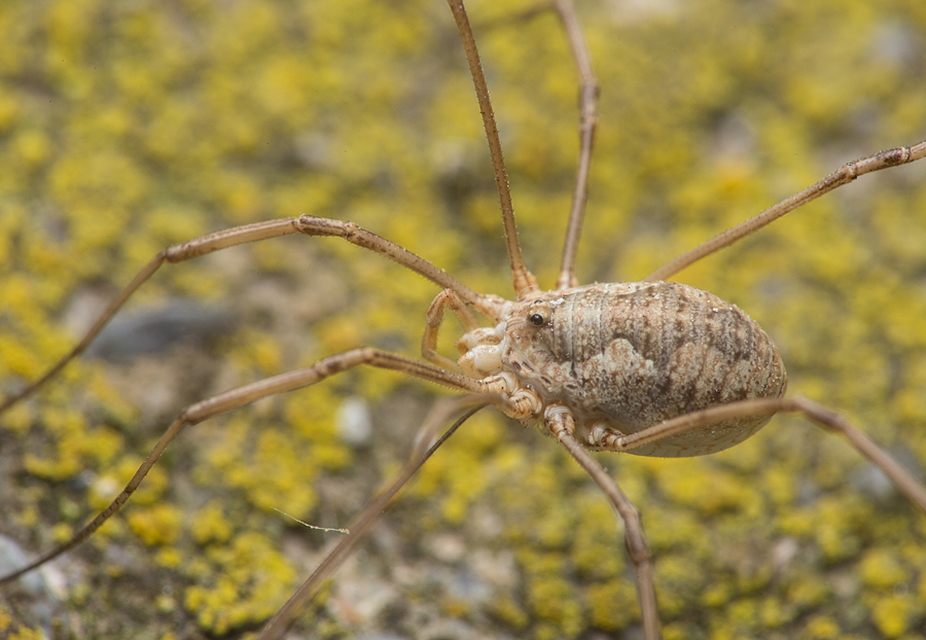 Phalangium opilio