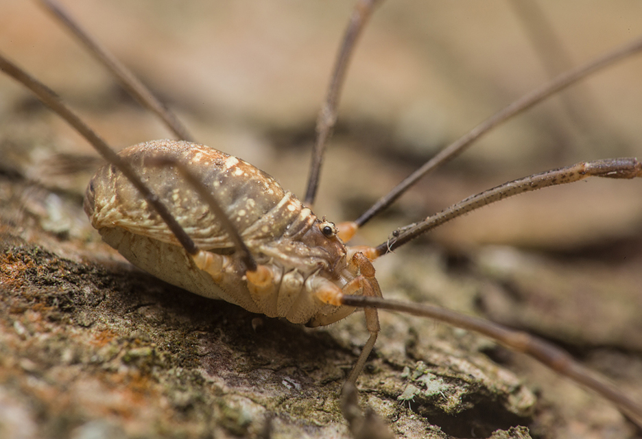 Opilio canestrinii
