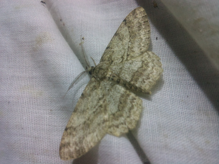 Hypomecis punctinalis - pettyes faaraszoló