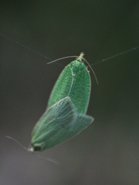 Tortrix viridana - tölgyilonca