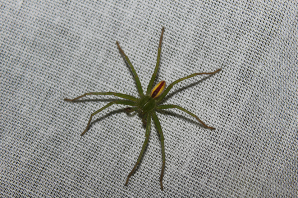 Micrommata virescens - hunyópók