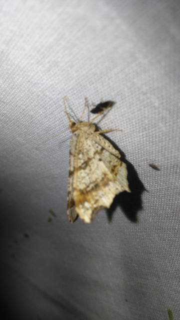 Macaria alternata - közönséges szürkearaszoló