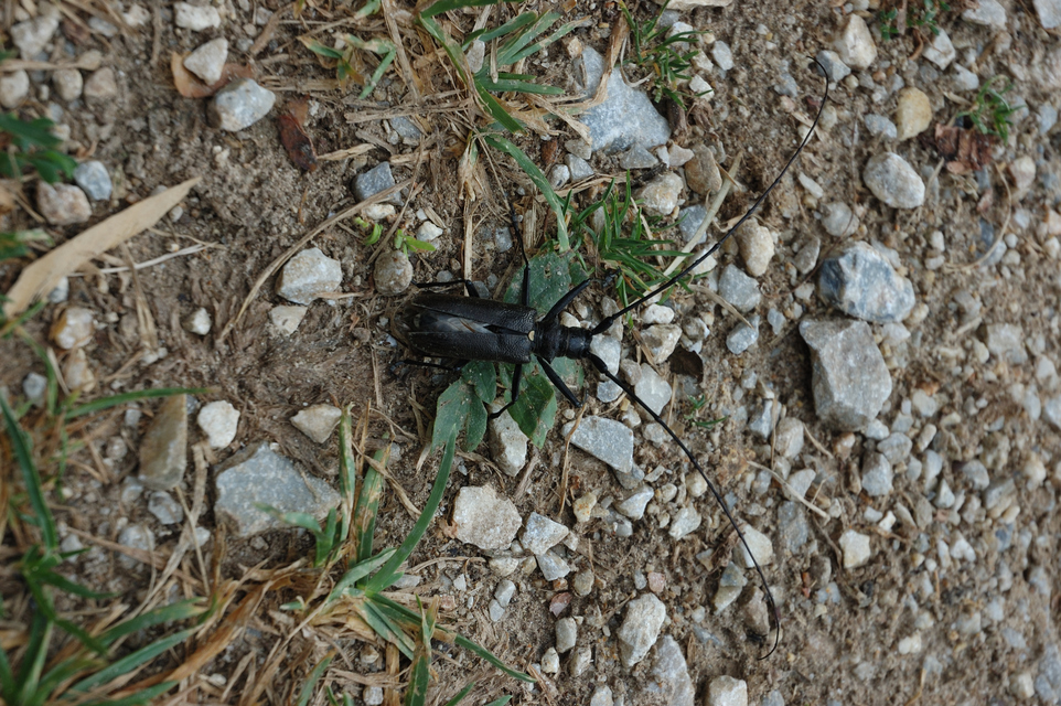 Monochamus sartor - nagy fenyvescincér