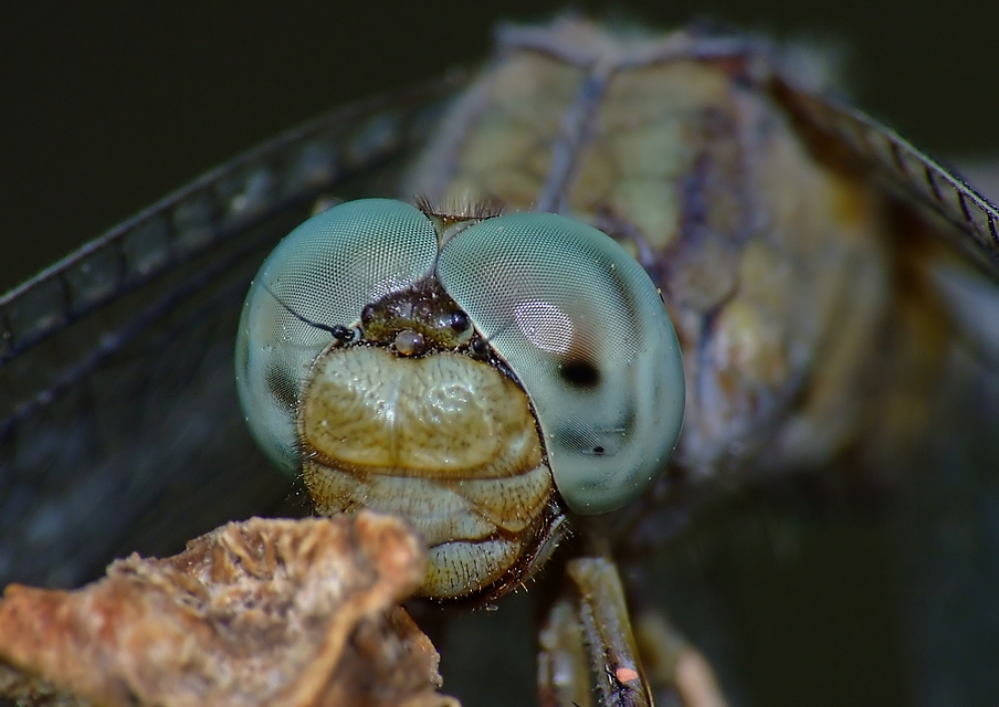 Orthetrum coerulescens - karcsú pásztorszitakötő