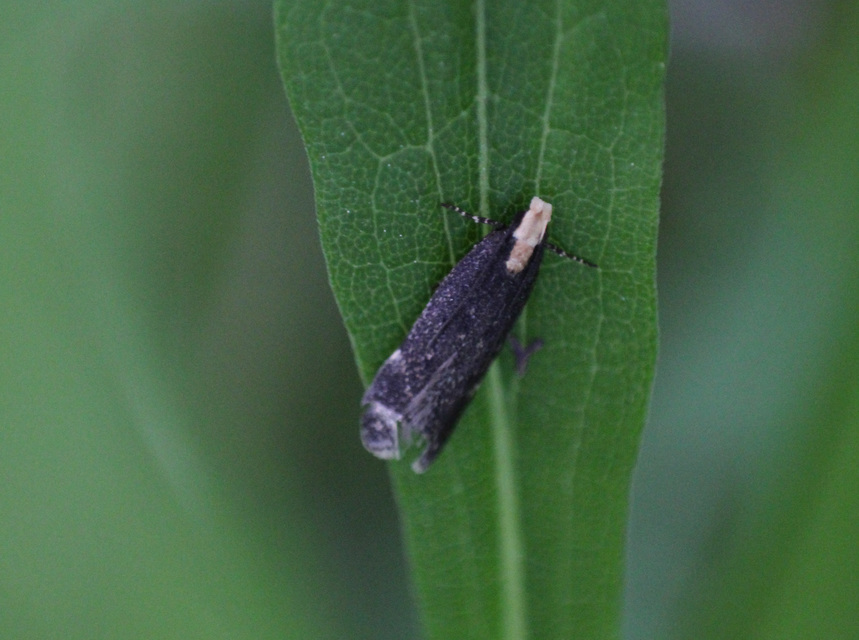 Aroga flavicomella - aranyfejű sarlósmoly