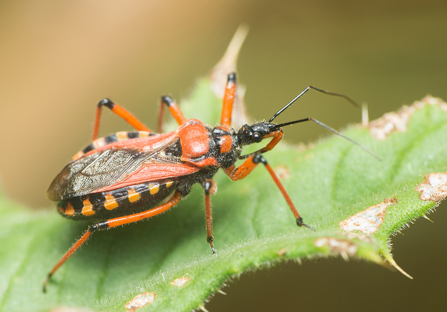Rhynocoris iracundus - közönséges gyilkospoloska