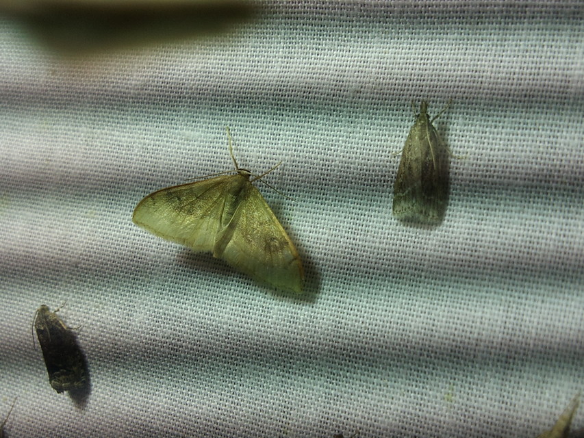 Idaea degeneraria - barnasávos araszoló