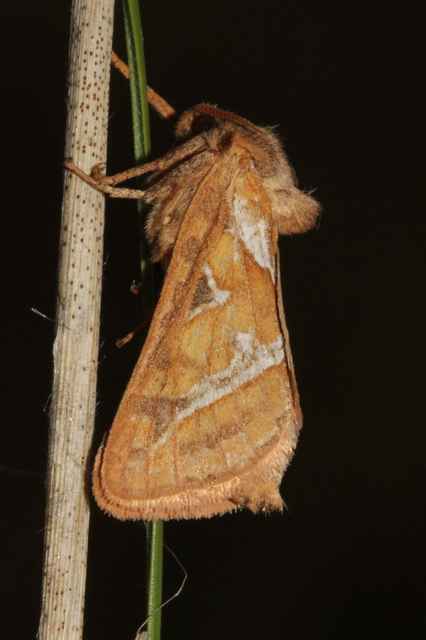Triodia sylvina - kis gyökérrágólepke