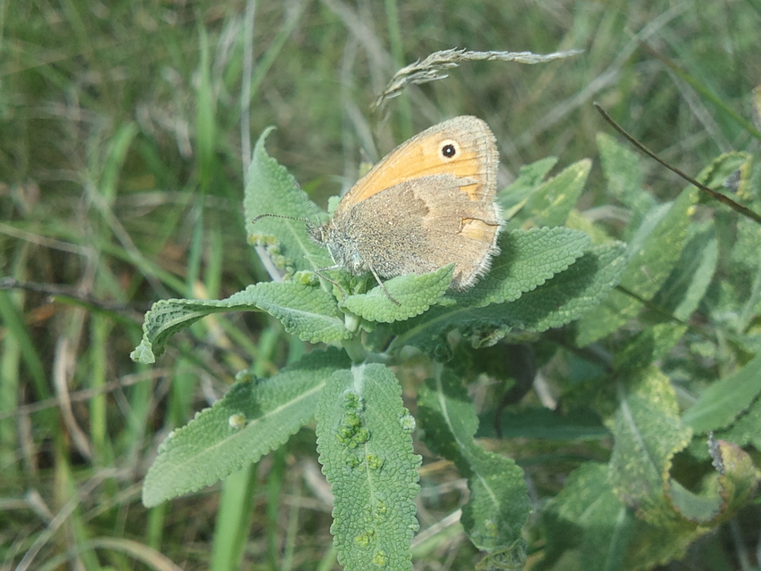 Coenonympha pamphilus - kis szénalepke