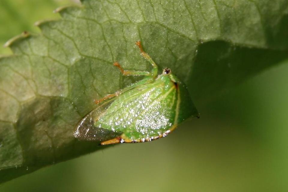 Stictocephala bisonia - bivalykabóca