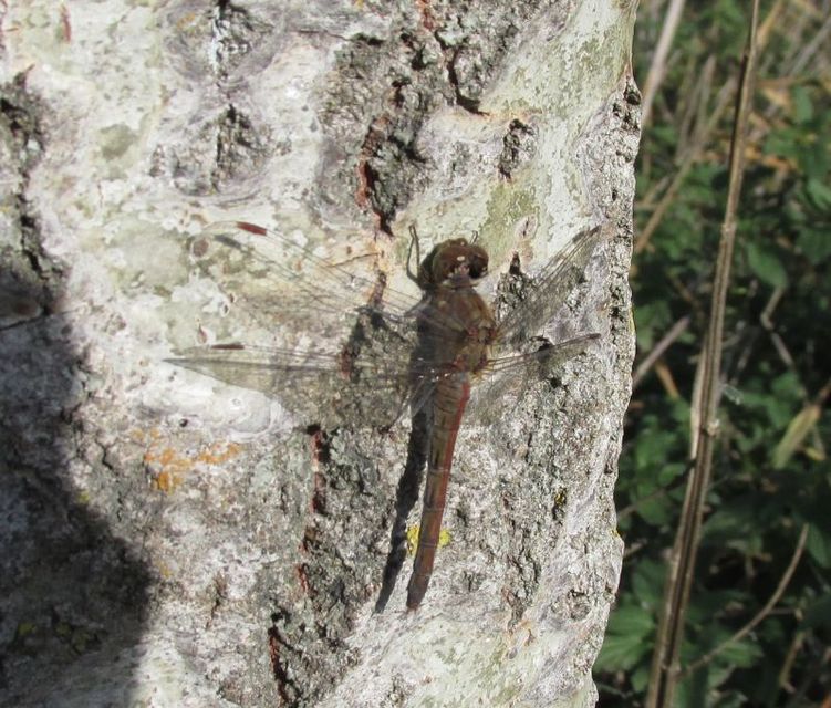Sympetrum striolatum/vulgatum