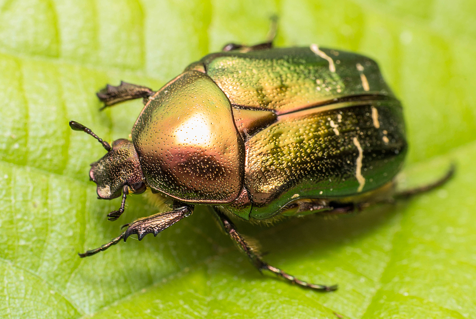 Cetonia aurata - aranyos virágbogár