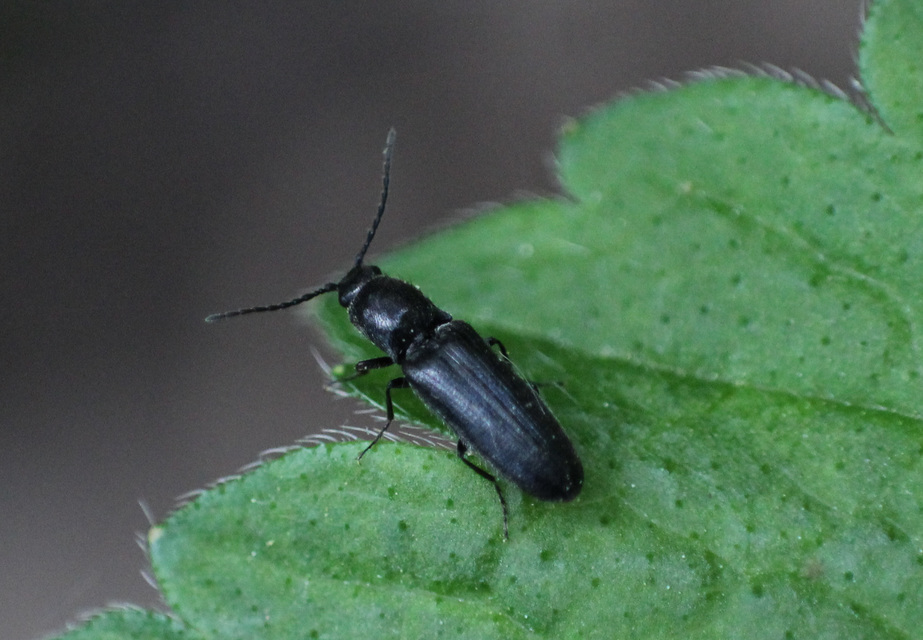Limonius