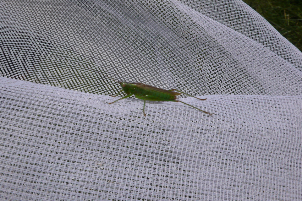 Conocephalus fuscus - kis kúpfejűszöcske