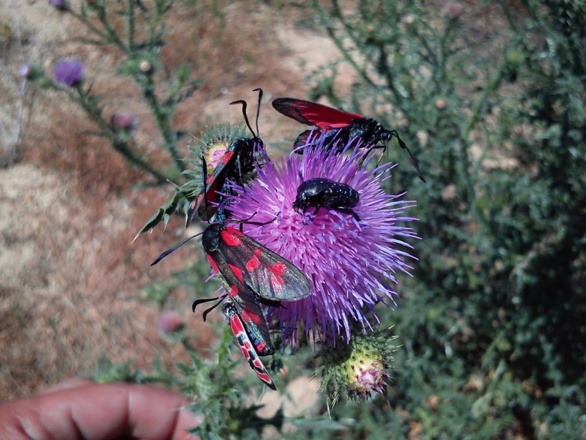 Zygaena filipendulae - acélszínű csüngőlepke