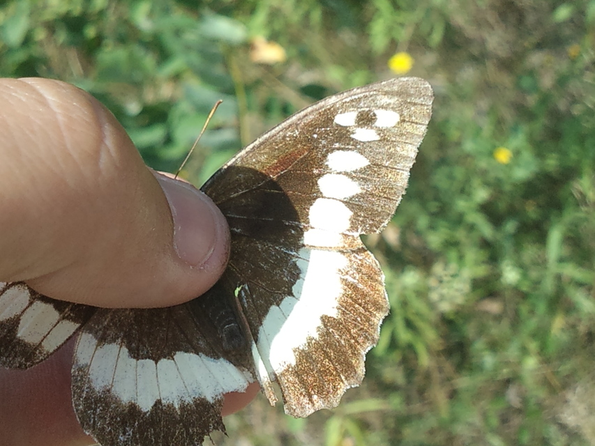 Brintesia circe - fehéröves szemeslepke