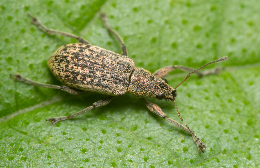 Polydrusus cervinus - aranyporos lombormányos