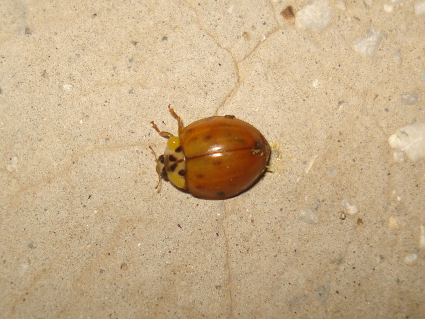 Harmonia axyridis - harlekinkatica